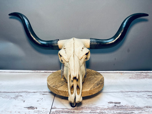 Longhorn skull wall hanger